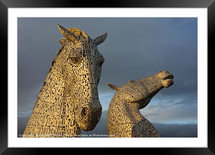 Golden Kelpies Framed Mounted Print by Stephen Taylor