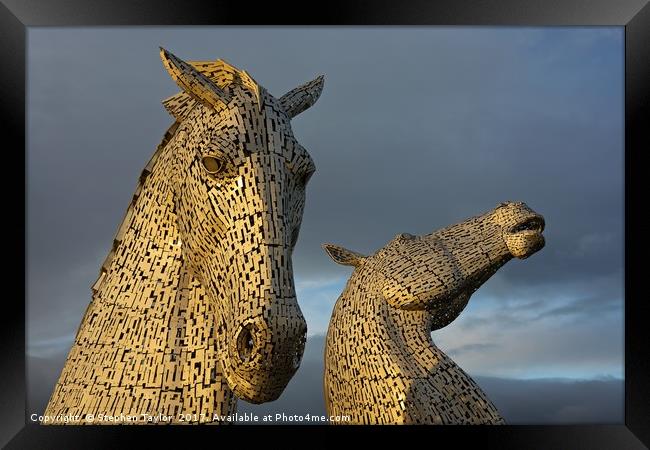 Golden Kelpies Framed Print by Stephen Taylor