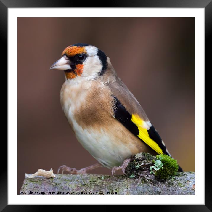European goldfinch bird close up   Framed Mounted Print by Simon Bratt LRPS