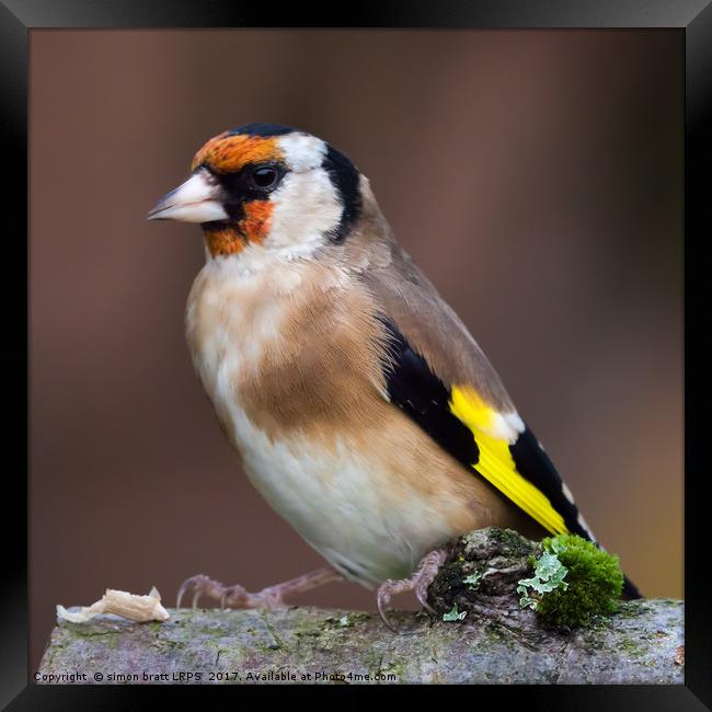 European goldfinch bird close up   Framed Print by Simon Bratt LRPS