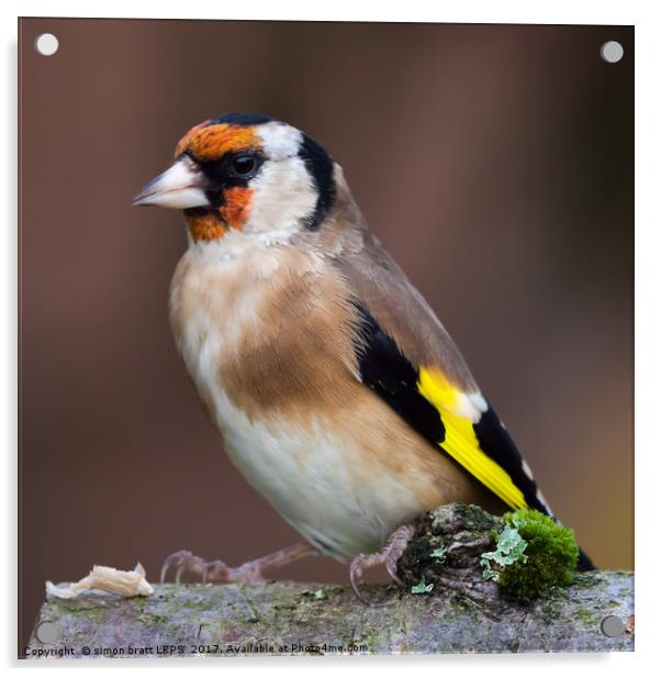 European goldfinch bird close up   Acrylic by Simon Bratt LRPS