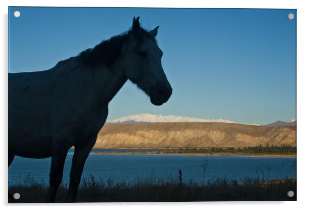 Kyrgyz horse Acrylic by Franck Metois
