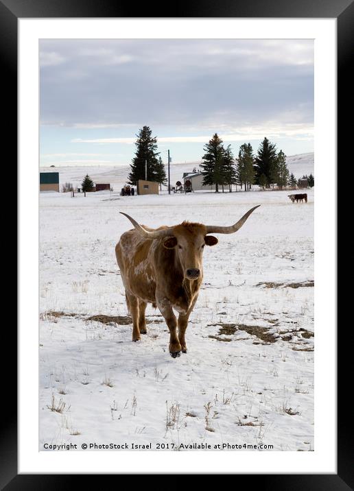 bull in the snow Wyoming WY USA Framed Mounted Print by PhotoStock Israel