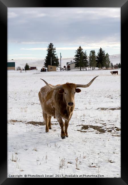 bull in the snow Wyoming WY USA Framed Print by PhotoStock Israel