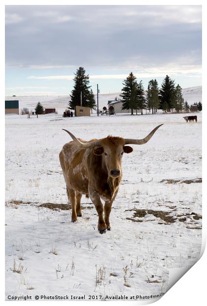 bull in the snow Wyoming WY USA Print by PhotoStock Israel