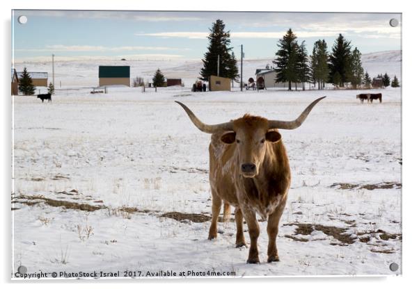 bull in the snow Wyoming WY USA Acrylic by PhotoStock Israel