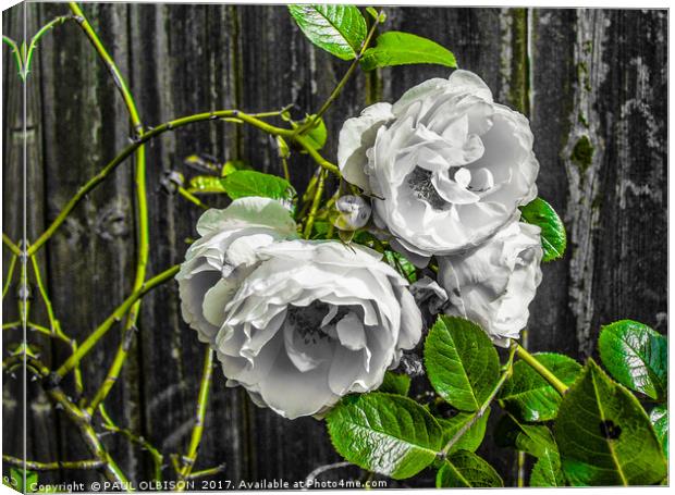 White roses Canvas Print by PAUL OLBISON