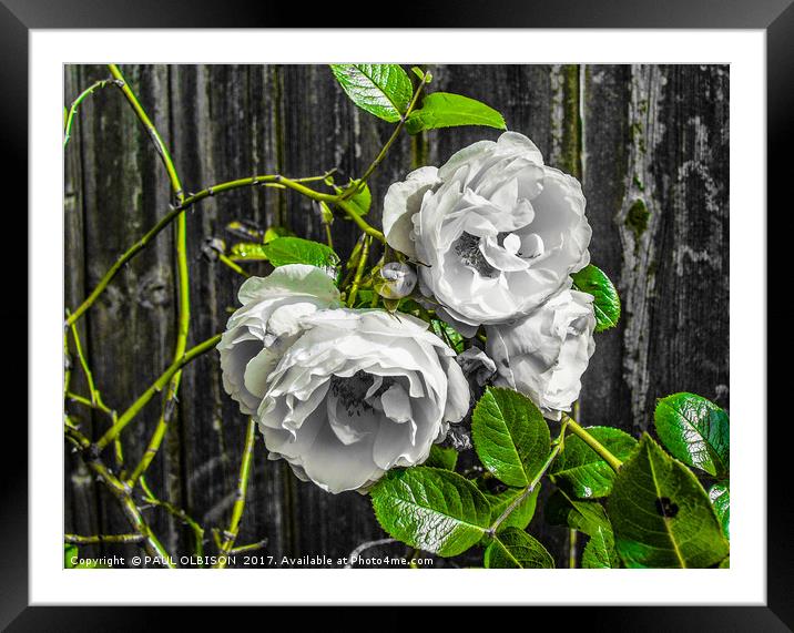 White roses Framed Mounted Print by PAUL OLBISON