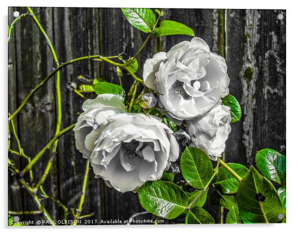 White roses Acrylic by PAUL OLBISON
