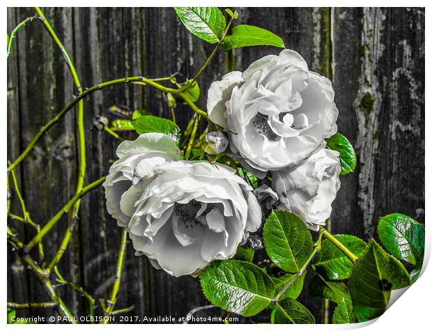 White roses Print by PAUL OLBISON