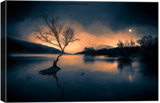 Lone Tree Llanberis Snowdonia Canvas Print by Adrian Evans