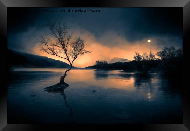 Lone Tree Llanberis Snowdonia Framed Print by Adrian Evans