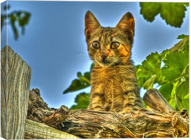 Curious HDR cat Canvas Print by Gabor Pozsgai