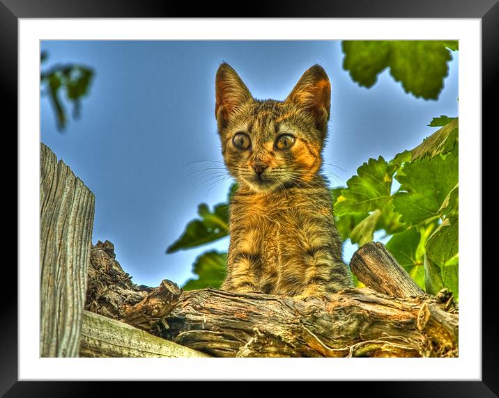 Curious HDR cat Framed Mounted Print by Gabor Pozsgai