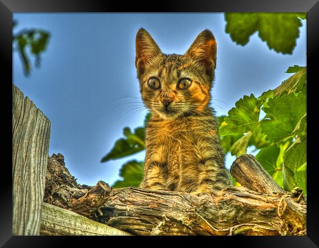 Curious HDR cat Framed Print by Gabor Pozsgai