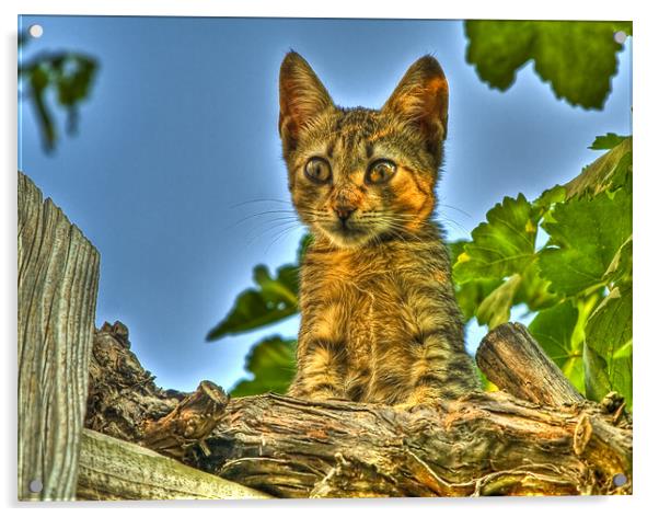 Curious HDR cat Acrylic by Gabor Pozsgai