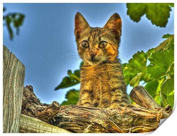 Curious HDR cat Print by Gabor Pozsgai