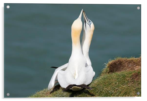 Gannet (Morus bassanus)   Acrylic by chris smith