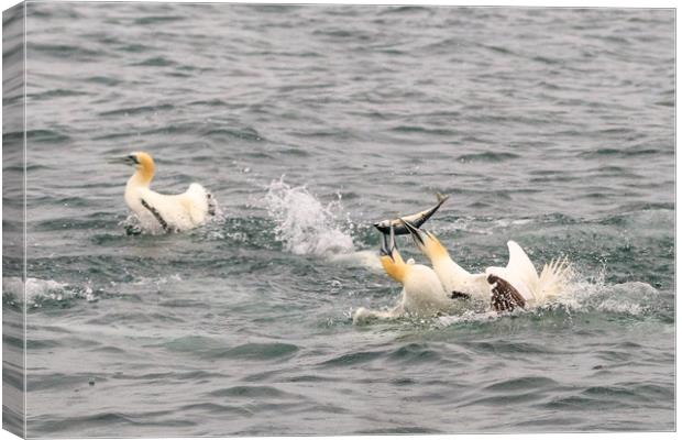 Gannet  Canvas Print by chris smith