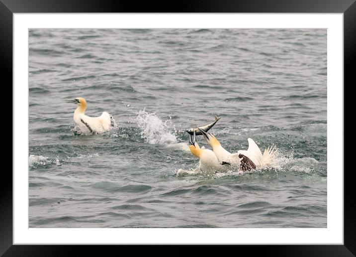 Gannet  Framed Mounted Print by chris smith