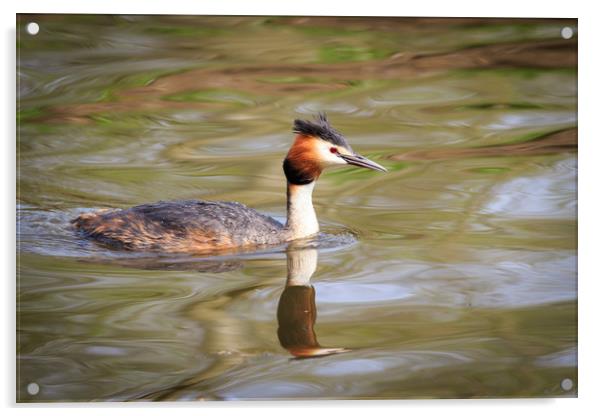 Great crested grebe   Acrylic by chris smith