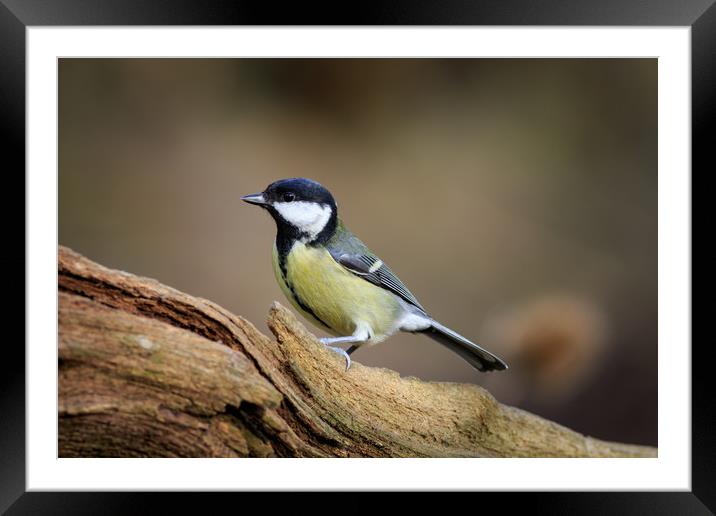 Great Tit (Parus major)  Framed Mounted Print by chris smith