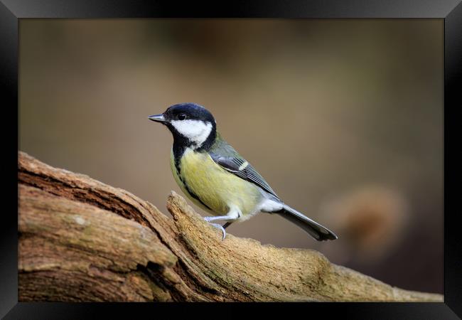 Great Tit (Parus major)  Framed Print by chris smith