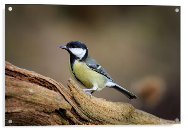 Great Tit (Parus major)  Acrylic by chris smith