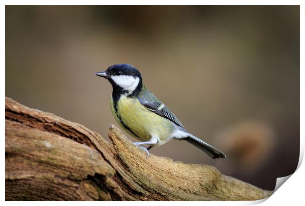 Great Tit (Parus major)  Print by chris smith