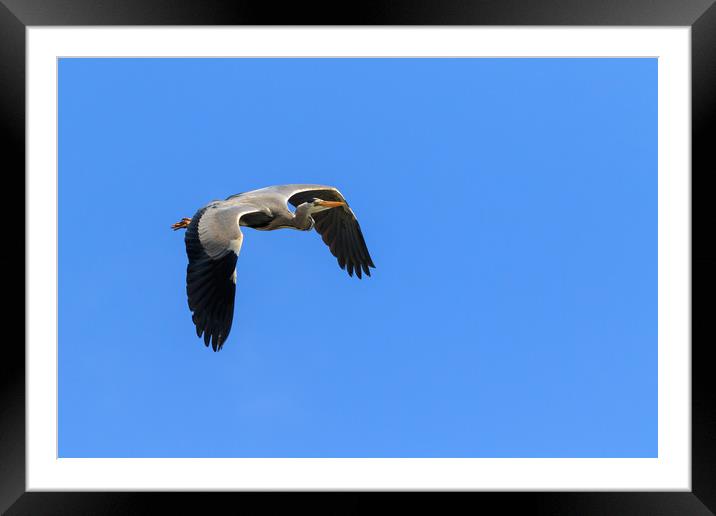 Grey Heron  Framed Mounted Print by chris smith