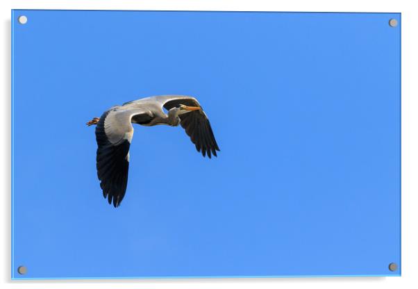 Grey Heron  Acrylic by chris smith