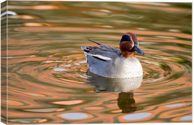 Teal Duck  Canvas Print by chris smith