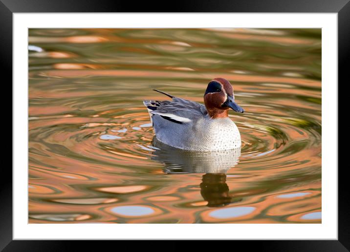 Teal Duck  Framed Mounted Print by chris smith