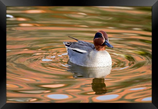 Teal Duck  Framed Print by chris smith