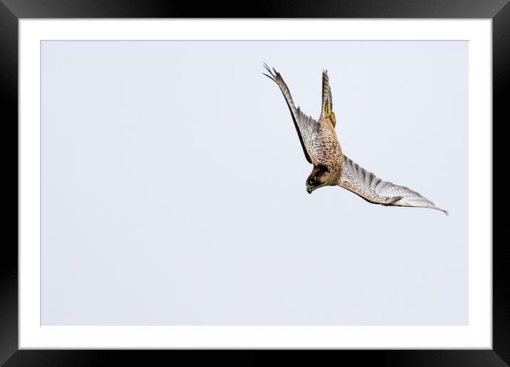 New zealand falcon (Falco novaeseelandiae)  Framed Mounted Print by chris smith