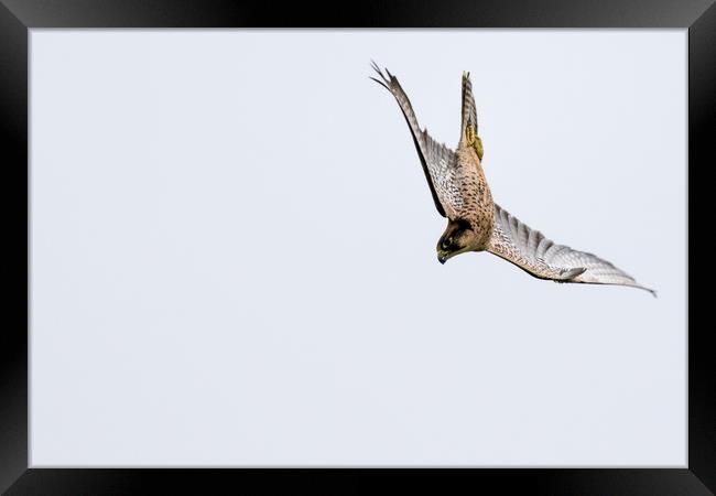 New zealand falcon (Falco novaeseelandiae)  Framed Print by chris smith