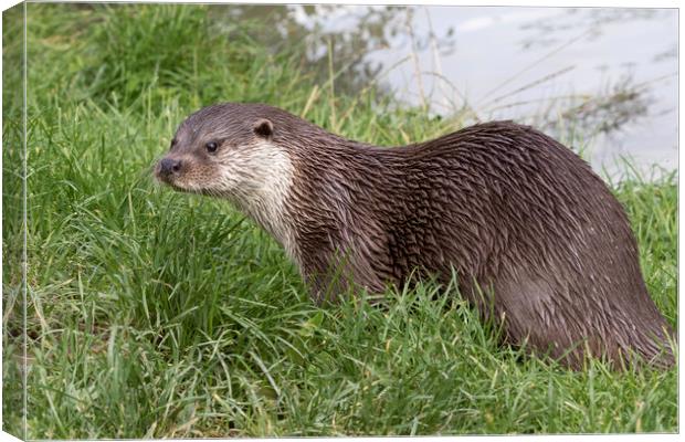 Otter (Lutra lutra)    Canvas Print by chris smith