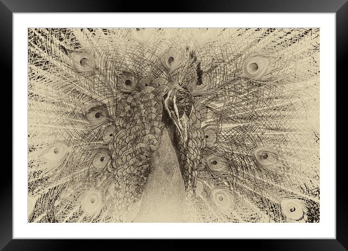peacock  Framed Mounted Print by chris smith