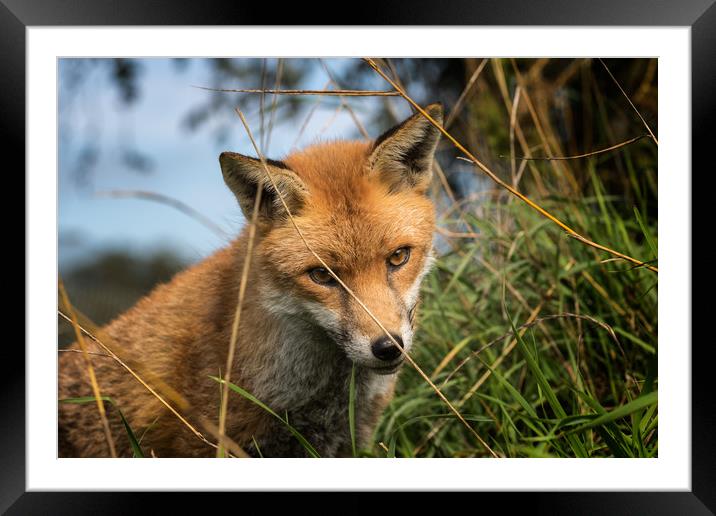 Red Fox (Vulpes vulpes)    Framed Mounted Print by chris smith