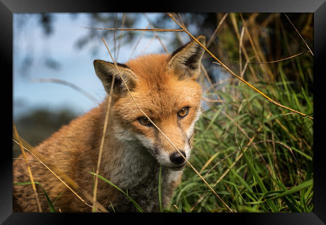 Red Fox (Vulpes vulpes)    Framed Print by chris smith