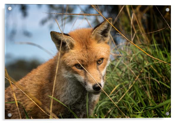 Red Fox (Vulpes vulpes)    Acrylic by chris smith