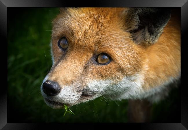 Red Fox (Vulpes vulpes)  Framed Print by chris smith