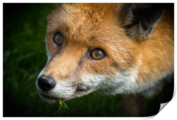Red Fox (Vulpes vulpes)  Print by chris smith