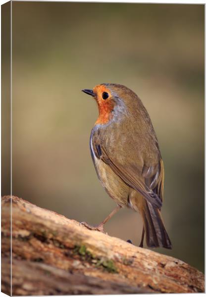 Robin (Erithacus rubecula)  Canvas Print by chris smith