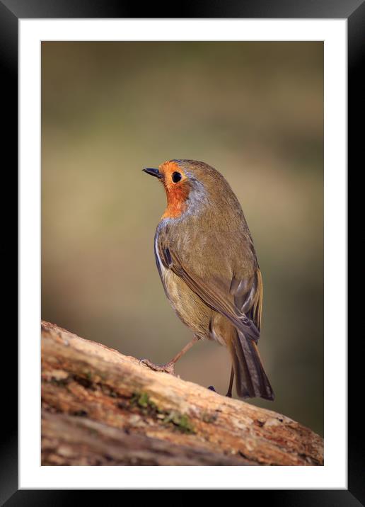 Robin (Erithacus rubecula)  Framed Mounted Print by chris smith