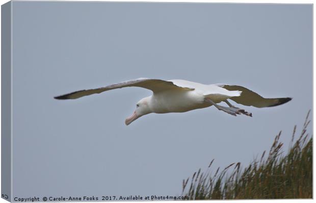 Wandering Albatross Taking Off Canvas Print by Carole-Anne Fooks