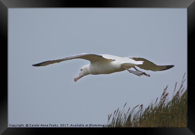 Wandering Albatross Taking Off Framed Print by Carole-Anne Fooks