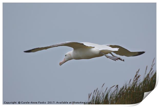 Wandering Albatross Taking Off Print by Carole-Anne Fooks
