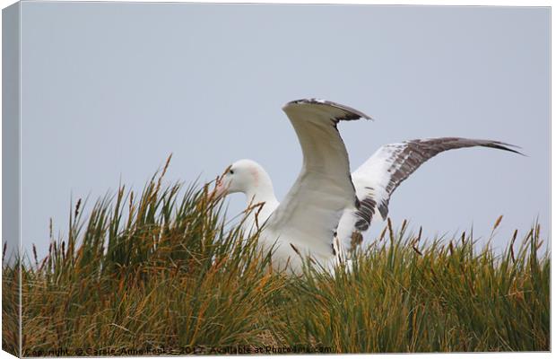 Wandering Albatross Catching a Thermal Canvas Print by Carole-Anne Fooks