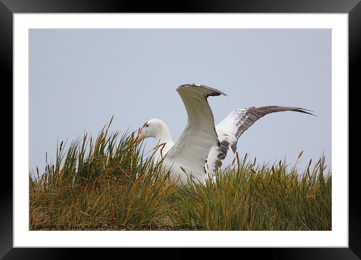 Wandering Albatross Catching a Thermal Framed Mounted Print by Carole-Anne Fooks